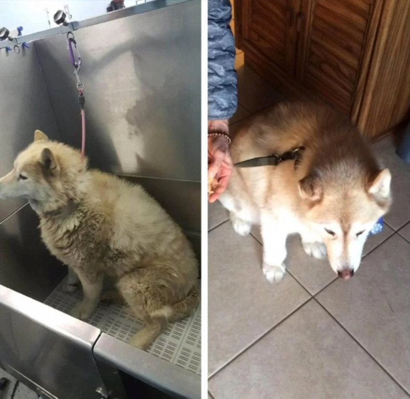 8 photos qui prouvent que le toilettage peut clairement transformer les Huskies Sibériens !