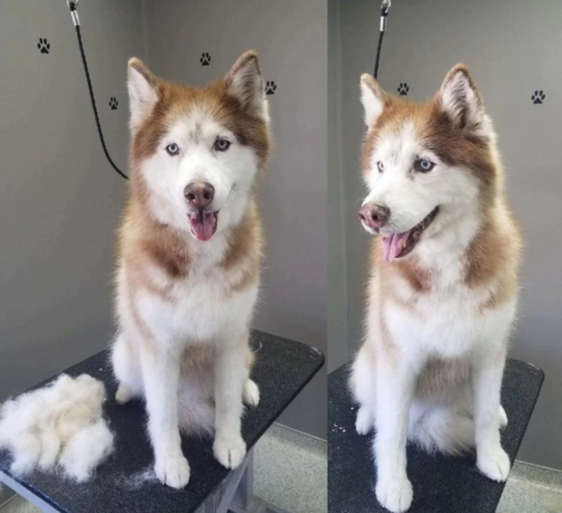 8 photos qui prouvent que le toilettage peut clairement transformer les Huskies Sibériens !