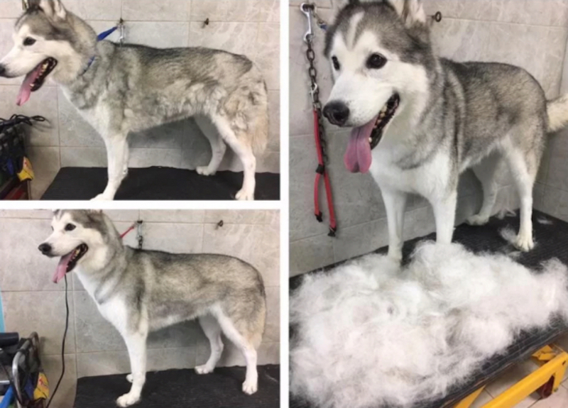 8 photos qui prouvent que le toilettage peut clairement transformer les Huskies Sibériens !