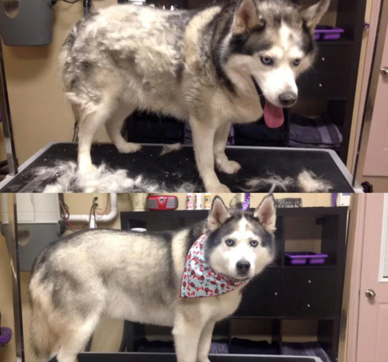 8 photos qui prouvent que le toilettage peut clairement transformer les Huskies Sibériens !