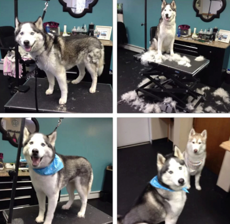 8 photos qui prouvent que le toilettage peut clairement transformer les Huskies Sibériens !