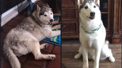 8 photos qui prouvent que le toilettage peut clairement transformer les Huskies Sibériens !