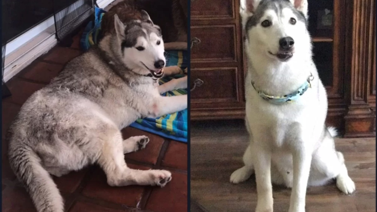 8 photos qui prouvent que le toilettage peut clairement transformer les Huskies Sibériens !