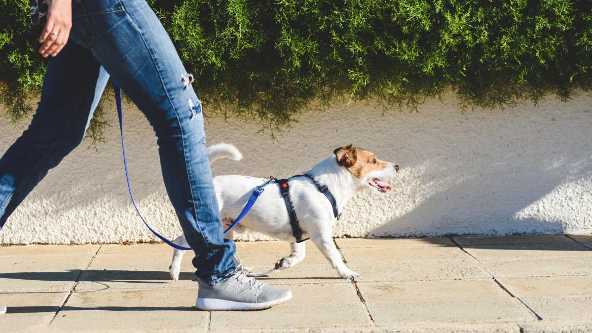À quelle fréquence et pendant combien de temps doit-on promener un chien ?