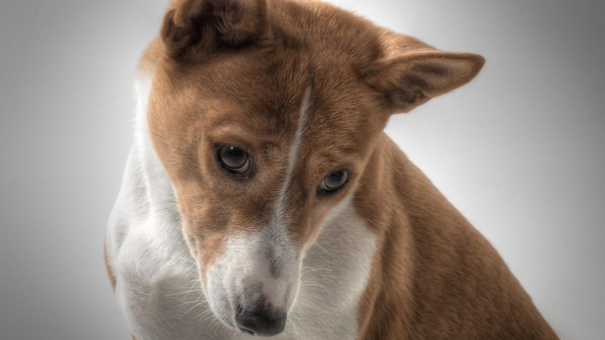 Basenji, une race de chien qui se toilette comme les chats et n'aboie pas