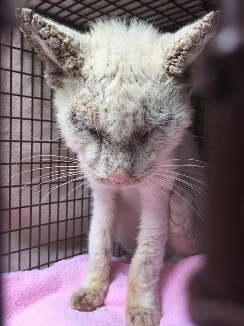 Ce chat aveugle et mal en point ouvre un jour les yeux, ses sauveteurs restent sans voix !