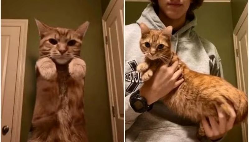 Ce chat est une star des réseaux pour ses pas de danse époustouflants