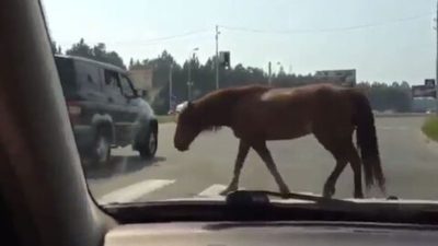 Ce cheval connaît le code de la route et respecte la signalisation routière comme personne