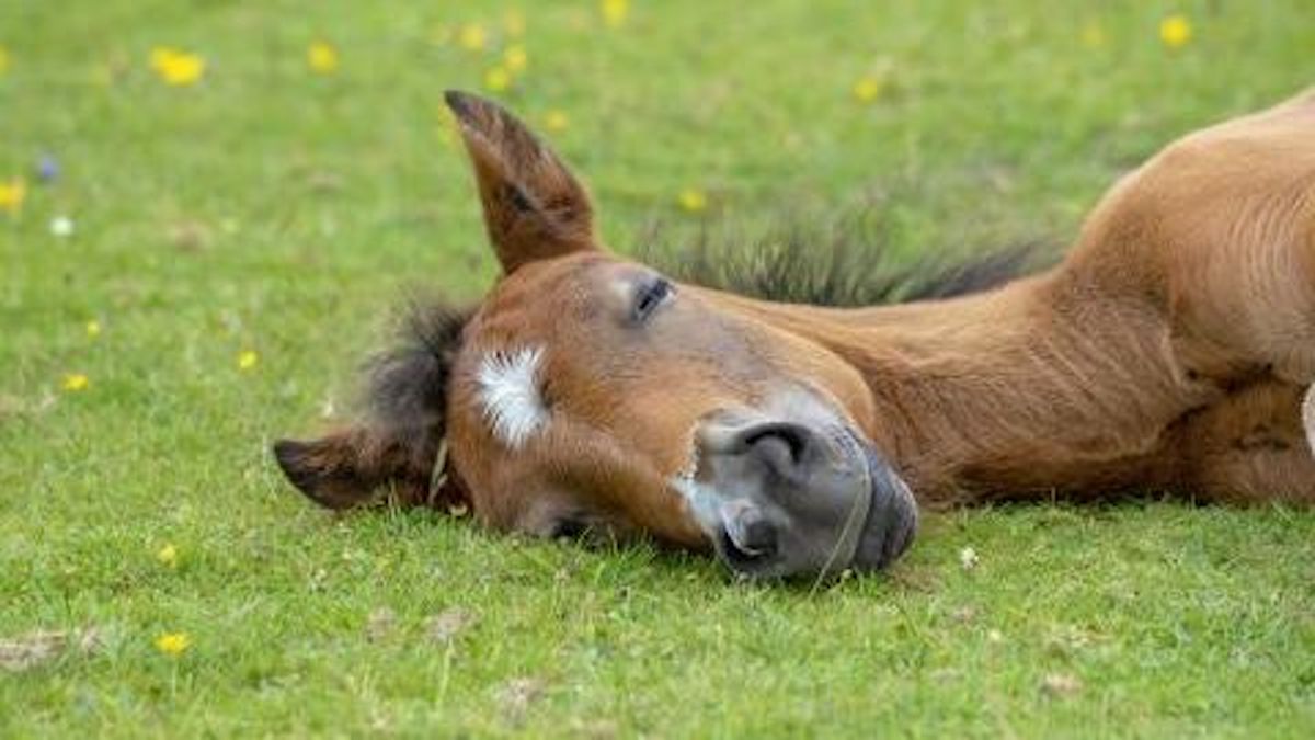 Ce cheval fait le mort à chaque fois qu’un cavalier veut le monter !