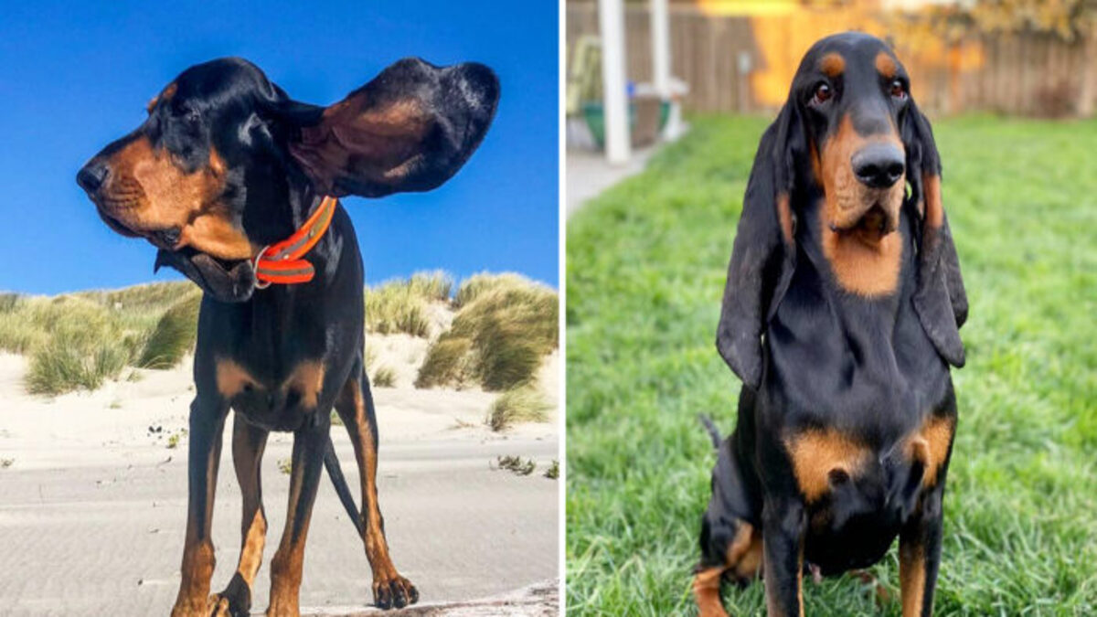 Ce chien bat le record des plus longues oreilles du monde