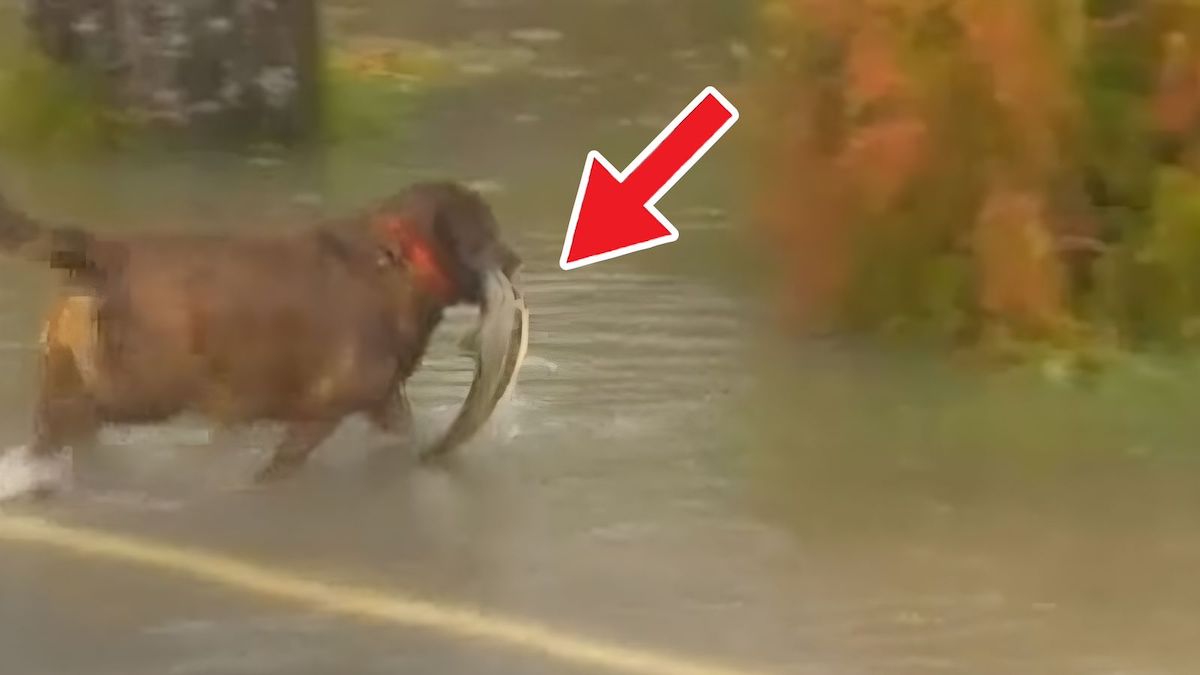 Ce chien est surpris en train de pêcher grâce à l'inondation d'une route !