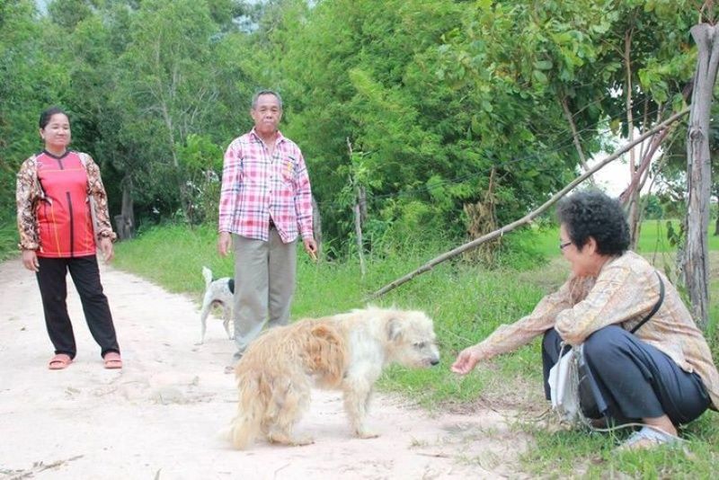 Ce chien fidèle retrouve son ancienne famille qu'il a attendue pendant 4 ans sur la route