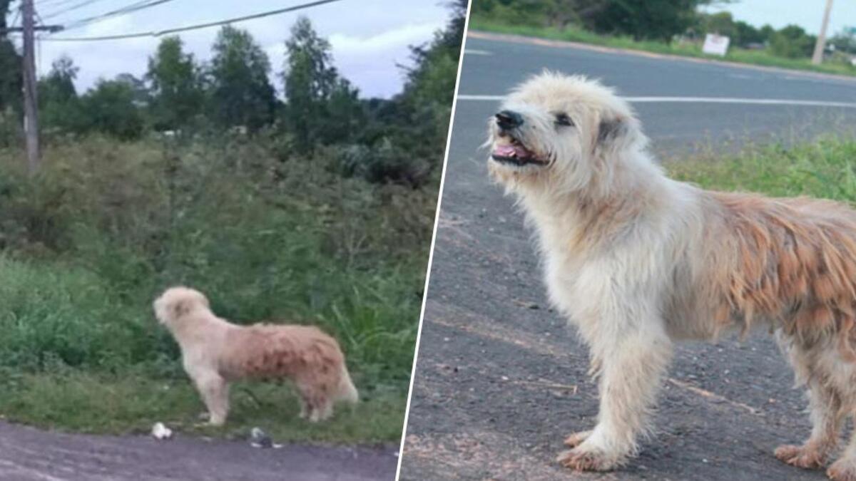 Ce chien fidèle retrouve son ancienne famille qu'il a attendue pendant 4 ans sur la route