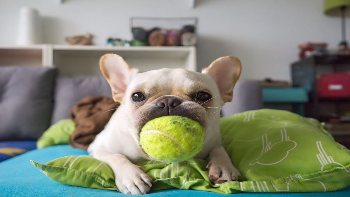 Ces 4 jouets hyper dangereux à ne jamais donner à votre chien selon un vétérinaire