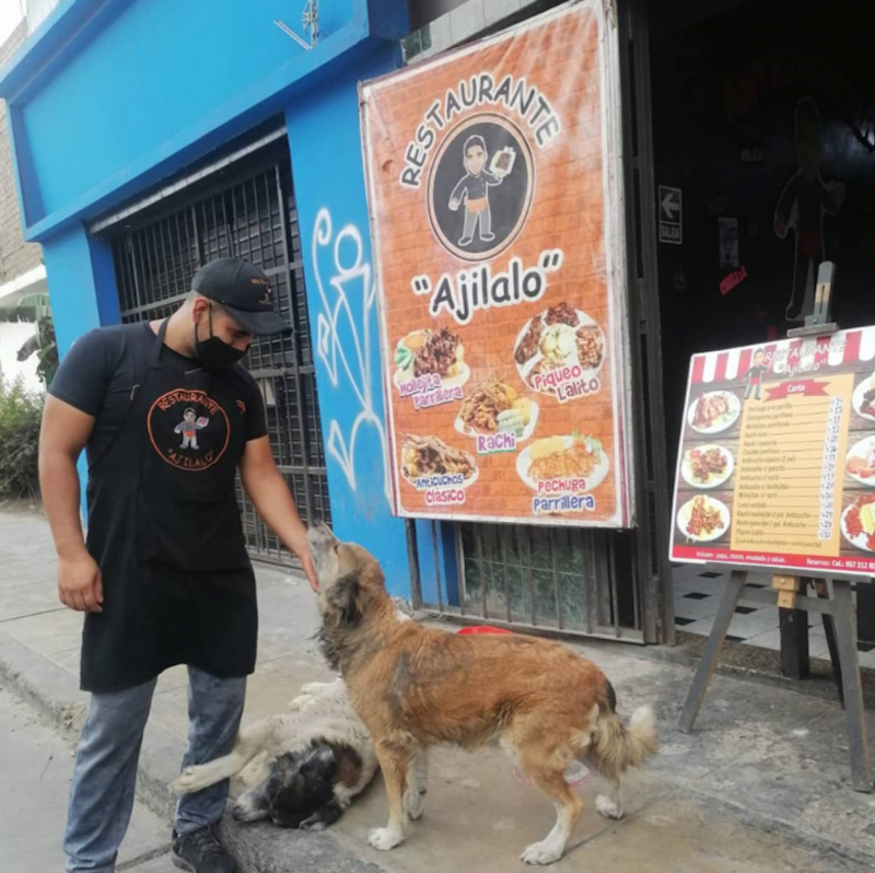 Ces chiens errants font la queue chaque jour devant ce restaurant et deviennent les meilleurs clients