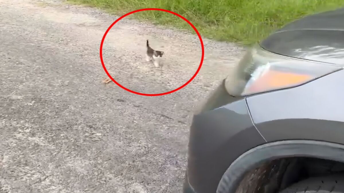 Voici ce qui arrive à un homme qui a tenté de sauver un chat sur une route déserte