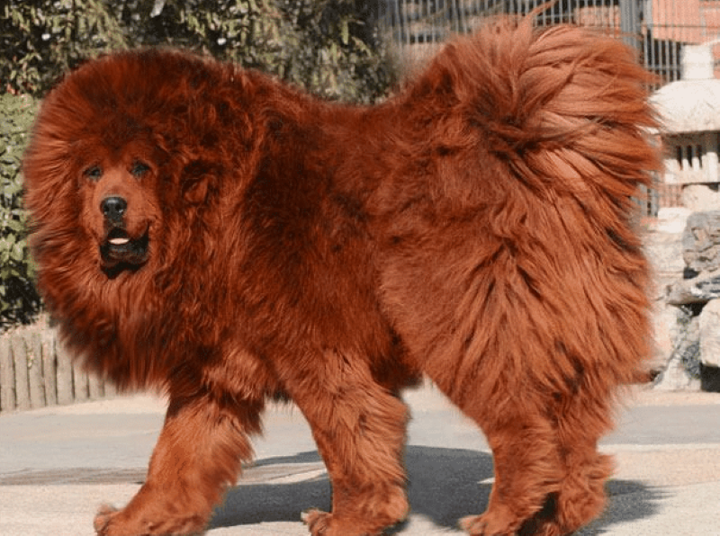 Le chien le plus puissant au monde !