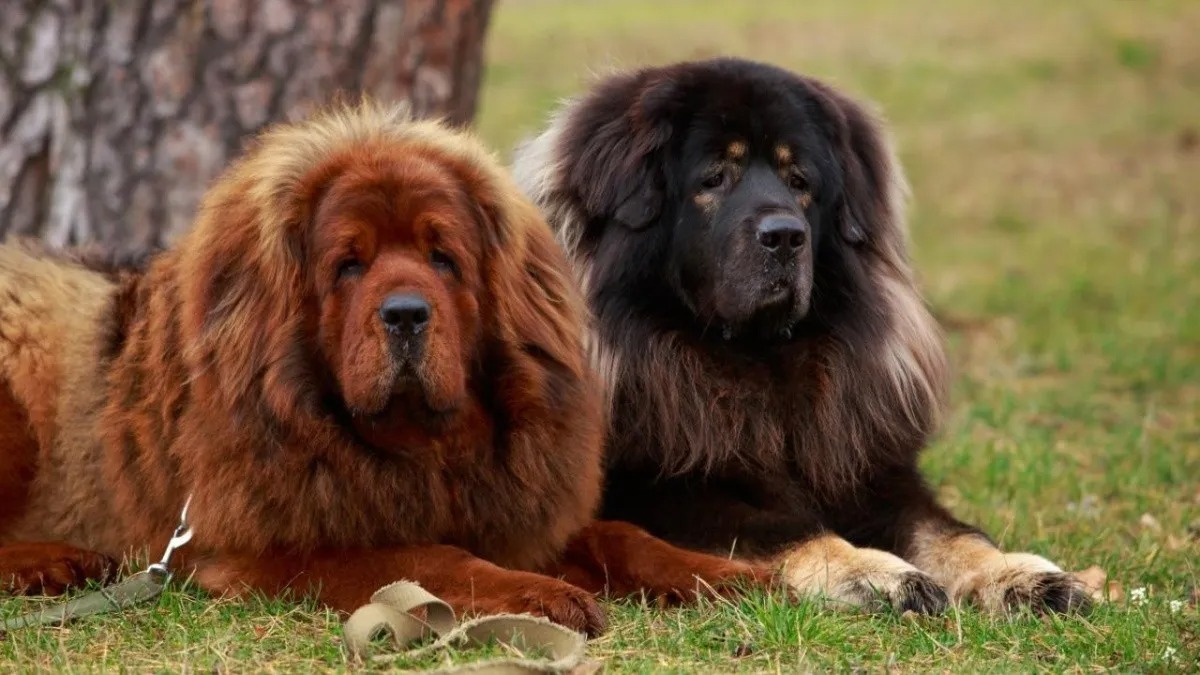 C'est la race de chien la plus puissante au monde !