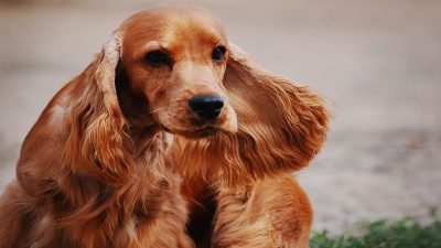 C'est le chien le plus agressif du monde, selon la science