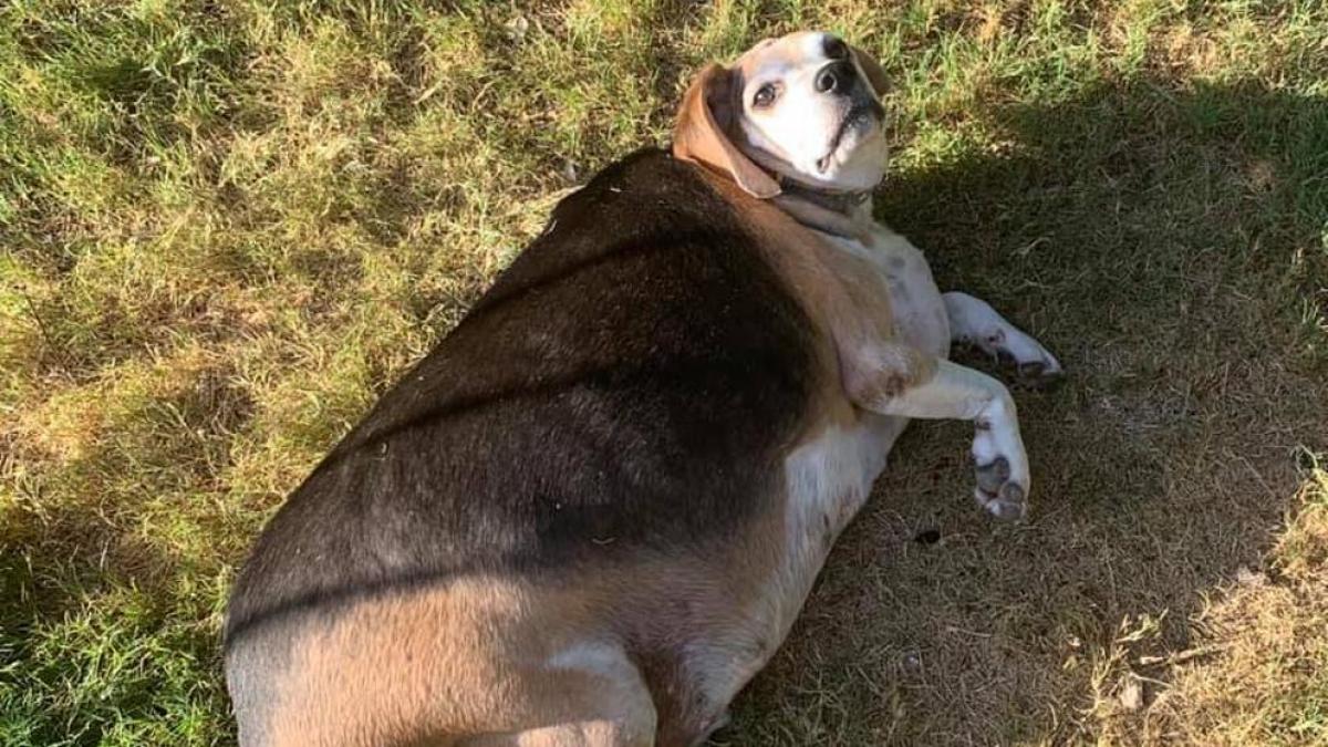 C'est le chien le plus gros du monde, il est impressionnant !