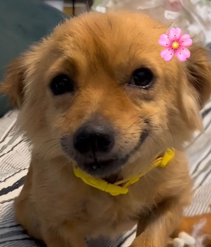 Cette chienne a le sourire le plus adorable tant elle est heureuse d’avoir été secourue (vidéo)