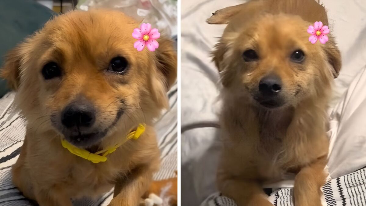Cette chienne a le sourire le plus adorable tant elle est heureuse d’avoir été secourue (vidéo)