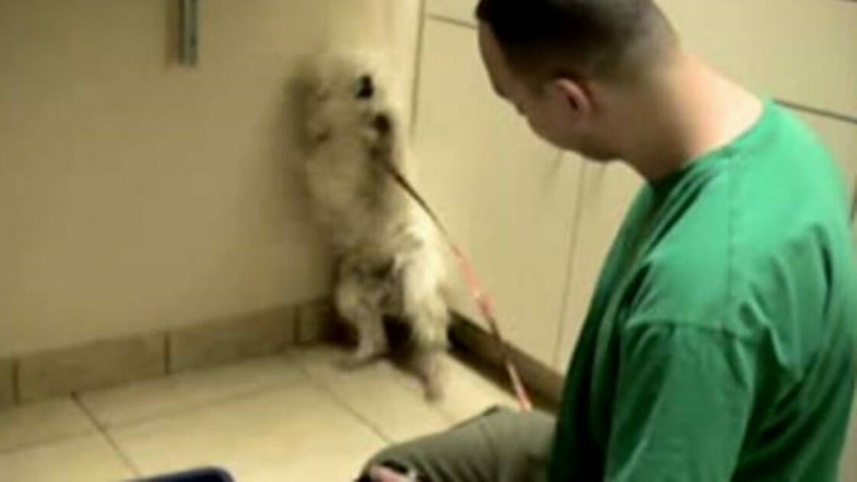 Cette chienne doit être euthanasiée, sa réaction déchirante lorsqu’elle est sauvée