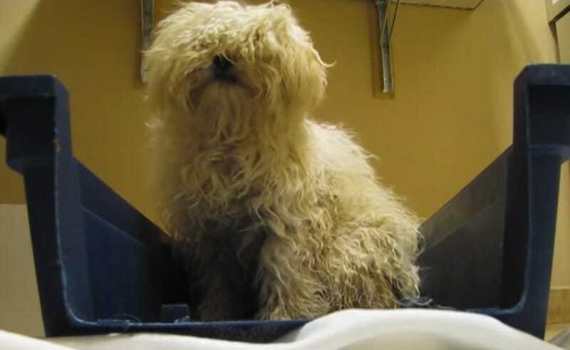 Cette chienne doit être euthanasiée, sa réaction déchirante lorsqu’elle est sauvée