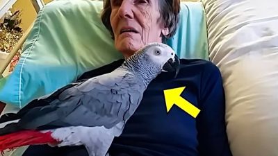 Cette femme mourante fait ses adieux à son perroquet, la réaction déchirante de l’oiseau