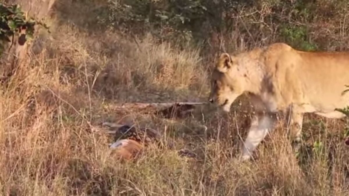 Cette lionne vole le repas d’un python, une scène impressionnante !