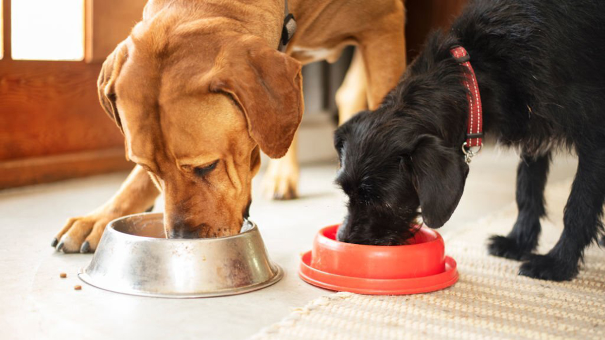 Cette pâtée pour chien d'une grande marque serait fatale pour votre animal, faites attention !