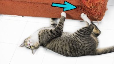 Cinq astuces magiques pour que votre chat ne griffe pas les canapés