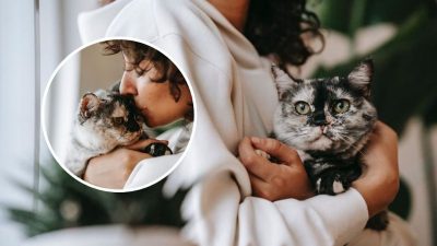 Comment savoir si votre chat vous considère comme sa mère ?