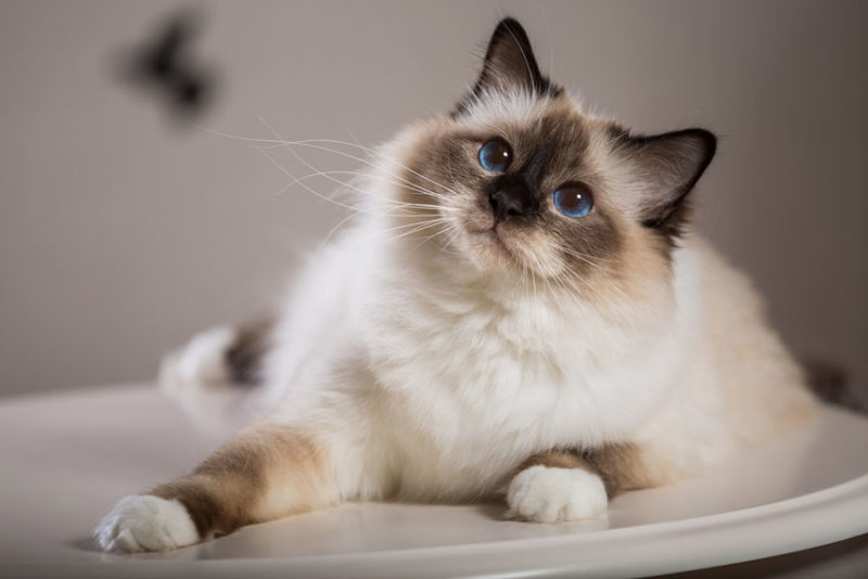 Découvrez 6 races de petits chats, idéales pour les espaces restreints