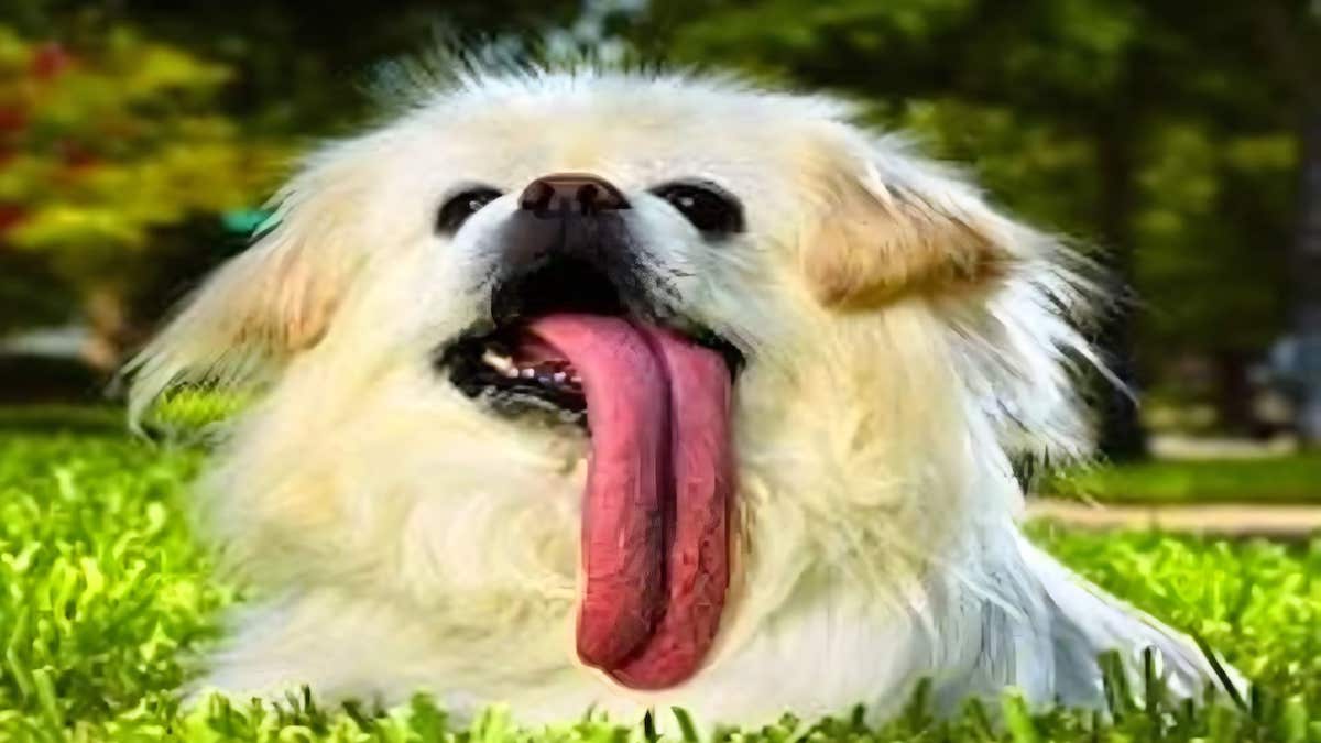 Découvrez le chien qui a la langue la plus longue du monde, vous allez être surpris !