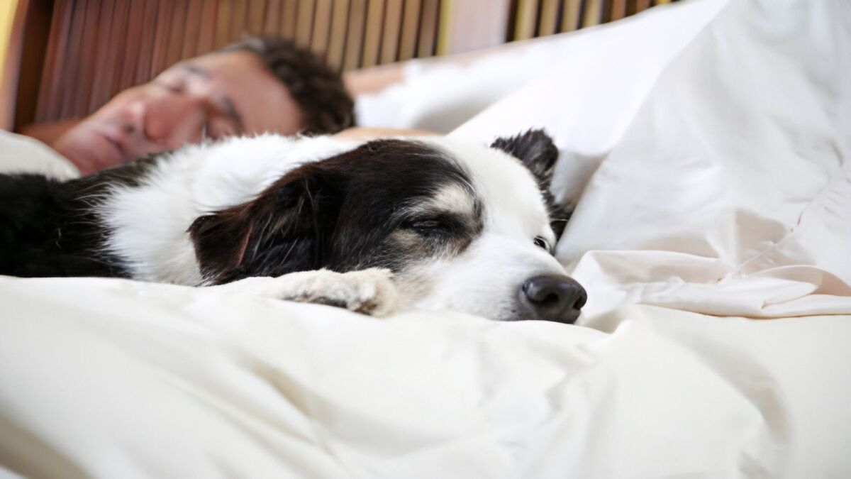 Découvrez les raisons pour lesquelles votre chien aime dormir avec vous