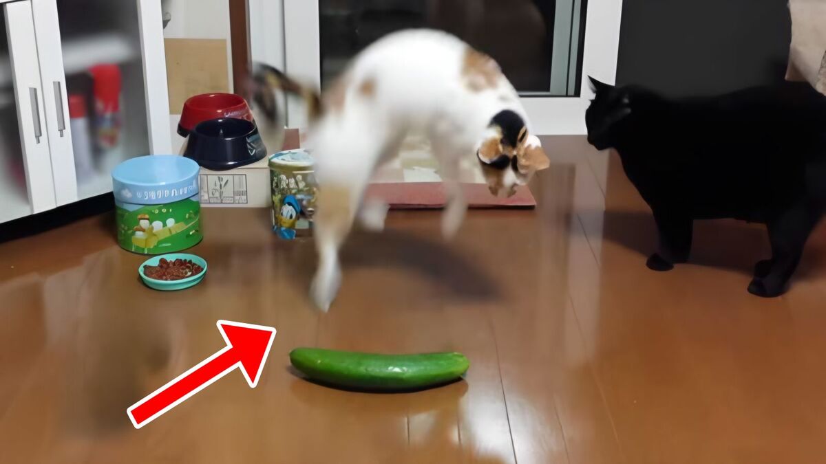 Savez-vous pourquoi les chats ont peur des concombres ? Voici la réponse