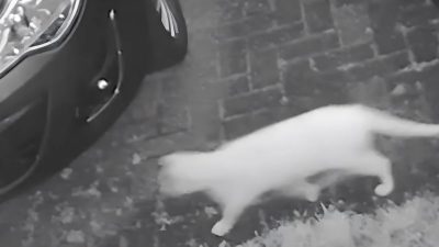 Chats : des caméras de sécurité ont filmé l'apparence d'un chat "fantôme"