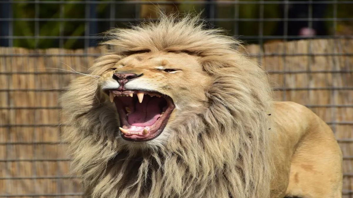 Des policiers entrent dans l'enclos des lions au zoo et font une découverte qui glace le sang !
