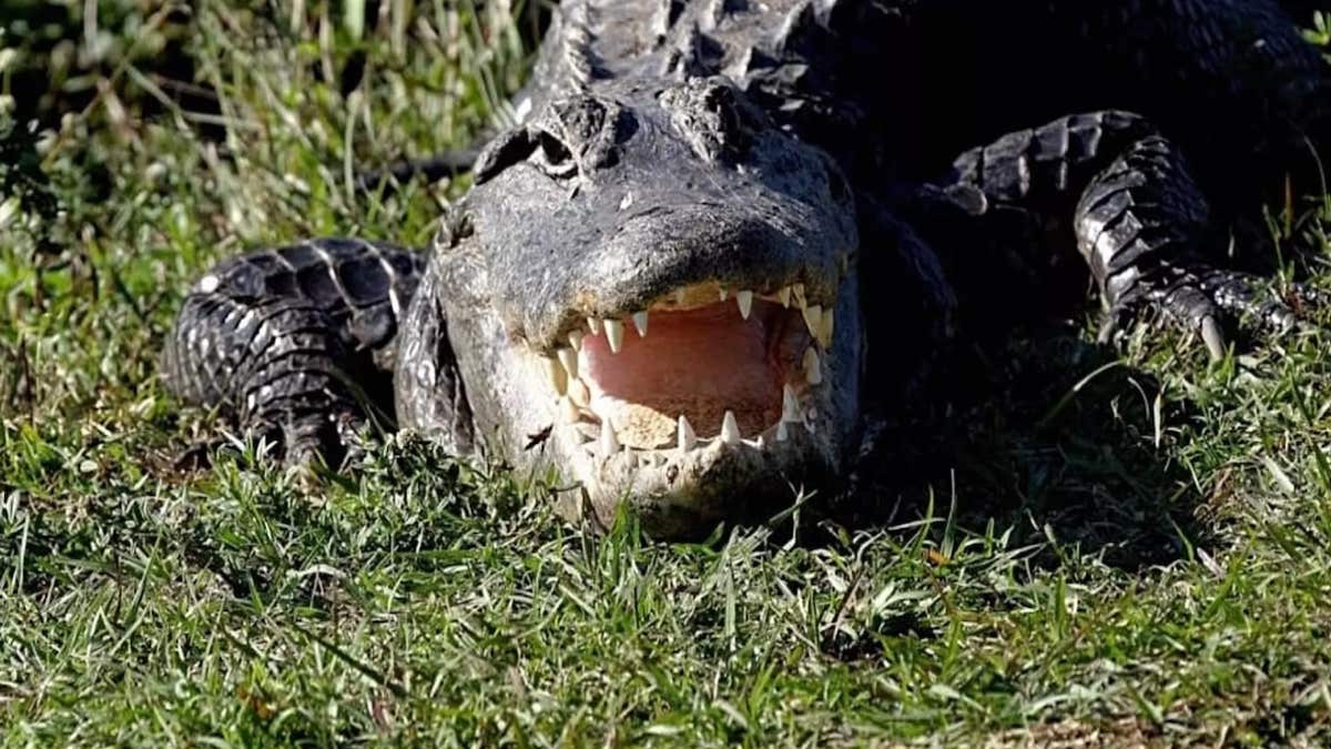 Des scientifiques choqués par cette découverte dans le corps d’un alligator, incroyable !