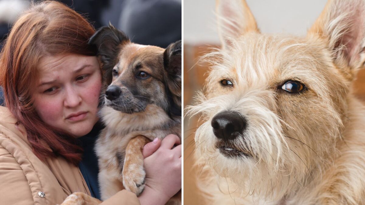 Des vidéos bizarres de chiens sèment la terreur sur Internet : "Ils se comportent comme des humains"