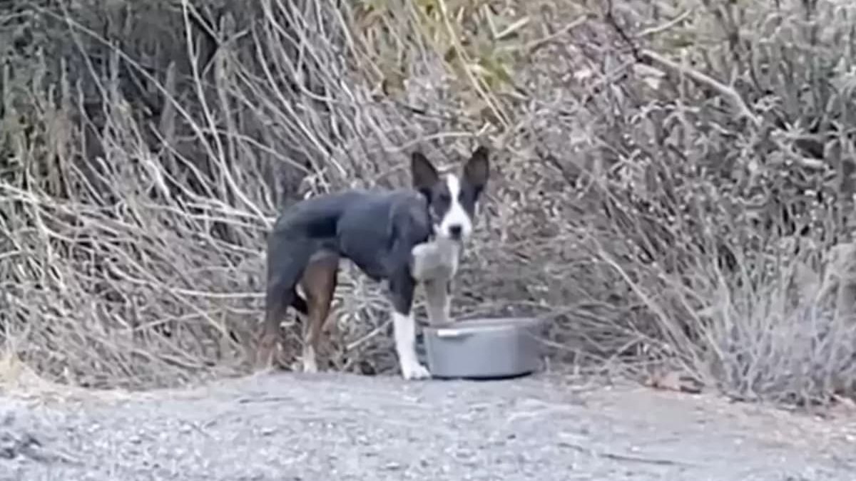 Elle trouve un chien abandonné en forêt et fait une découverte déchirante avec sa puce