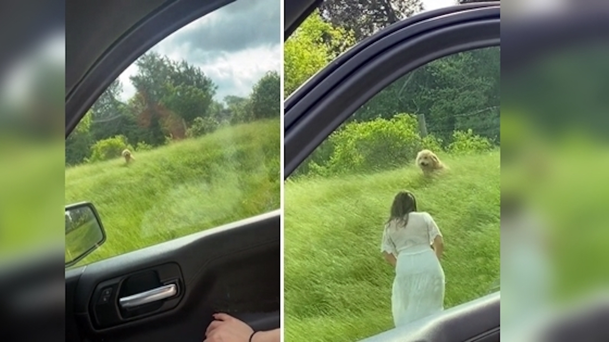 Elle voit un chien caché et paralysé sur le bord de la route, un sauvetage digne d’un film !