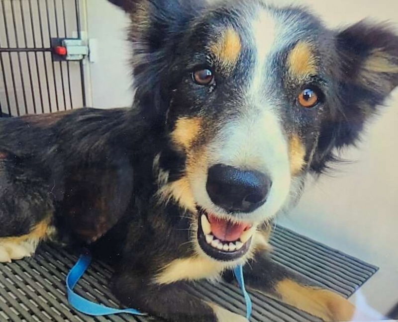 Il est persuadé que le point noir qu'il voit sur une falaise est un chien en détresse qui a besoin d'aide !