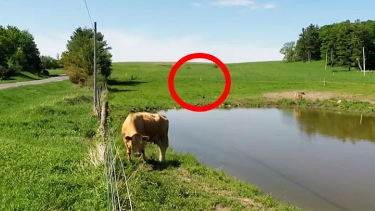 Il trouve une vache avec une étrange attitude, il la suit et fait une découverte hallucinante !