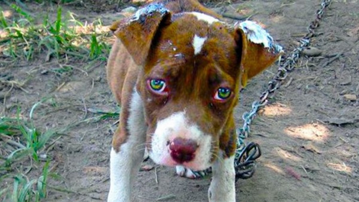 Ils détachent un chien enchaîné mais il refuse de bouger, ce qu'ils découvrent est choquant !