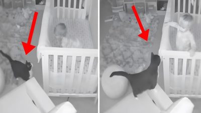 La caméra de sécurité filme la conversation de leur bébé avec le chat, une vidéo hilarante !