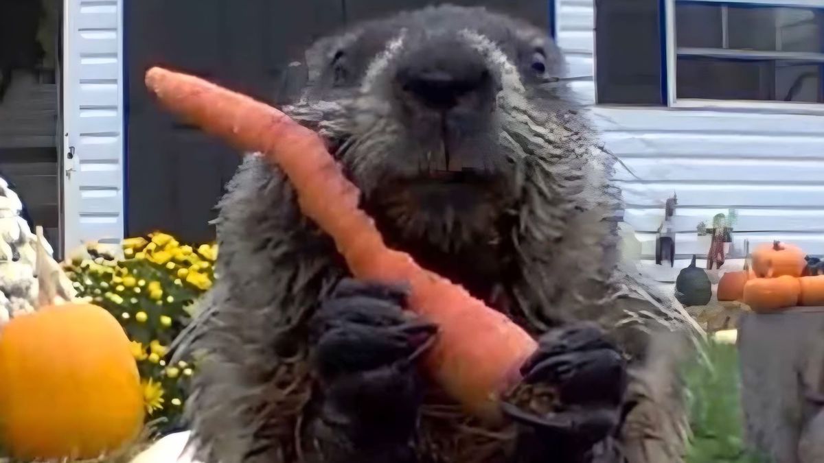 La marmotte vole la récolte (vidéo) et la mange devant la caméra de sécurité du fermier