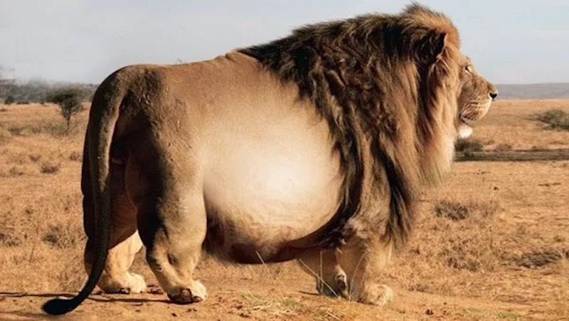 La police voit un lion géant, le vétérinaire n’en croit pas ses yeux quand il regarde l’échographie