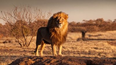 La police voit un lion géant, le vétérinaire n’en croit pas ses yeux quand il regarde l’échographie